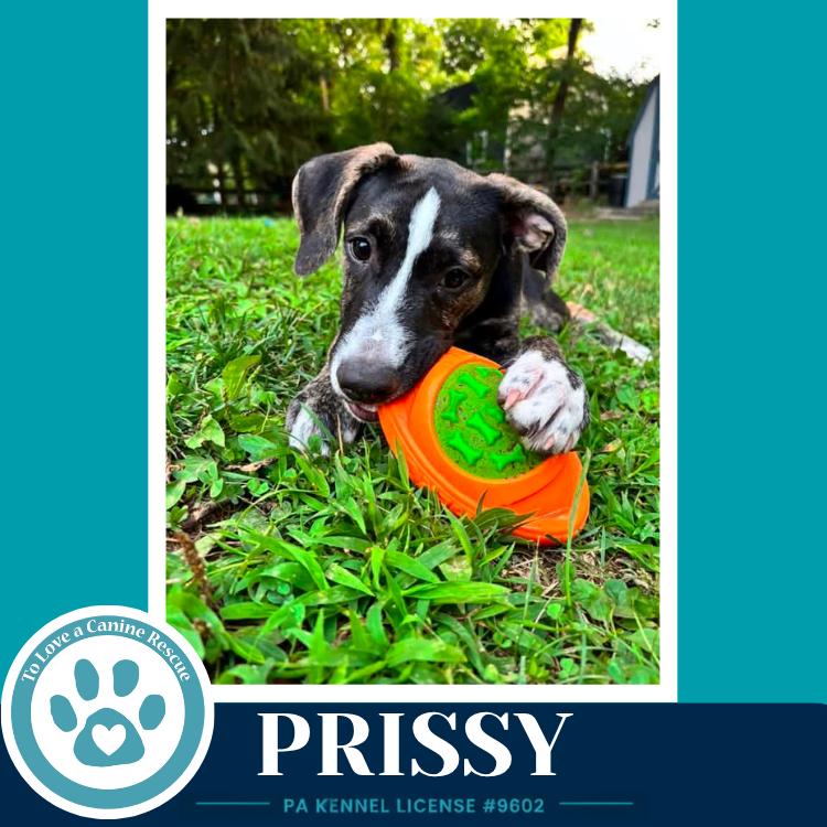 Enlarge Prissy (Boujee Babies) 082226, a Adoptable mixed breed in Kimberton, PA image 2/4