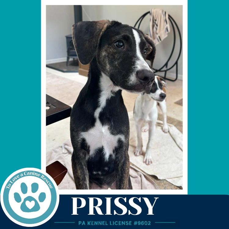 Enlarge Prissy (Boujee Babies) 082226, a Adoptable mixed breed in Kimberton, PA image 3/4