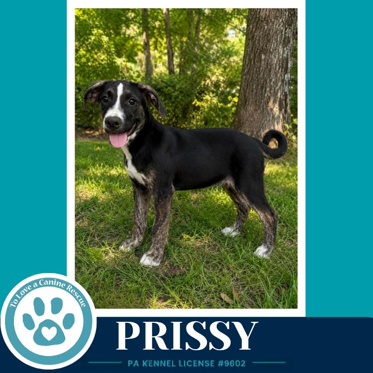 Enlarge Prissy (Boujee Babies) 082226, a Adoptable mixed breed in Kimberton, PA image 4/4