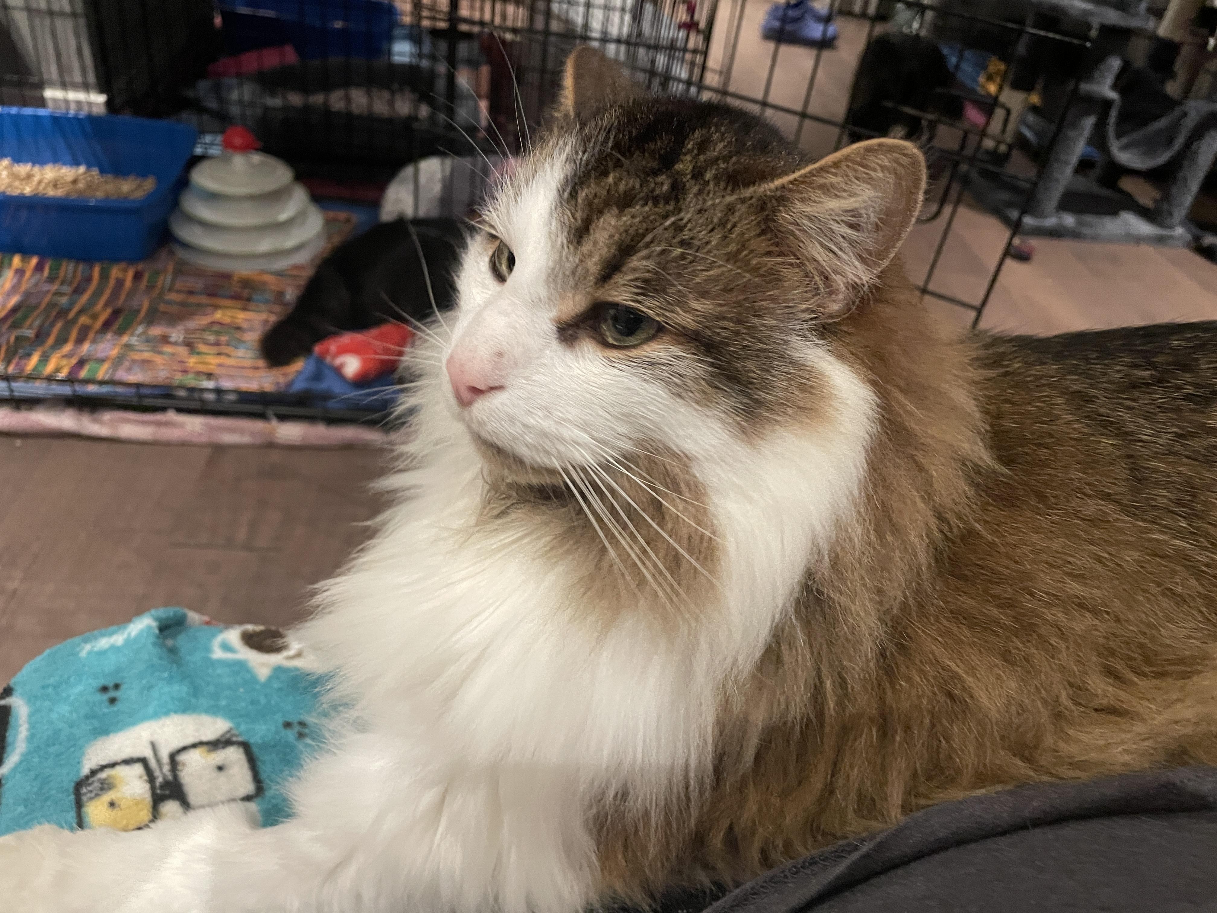 Louis, a ADOPTABLE mixed breed in Salt Spring Island, BC image 5/5