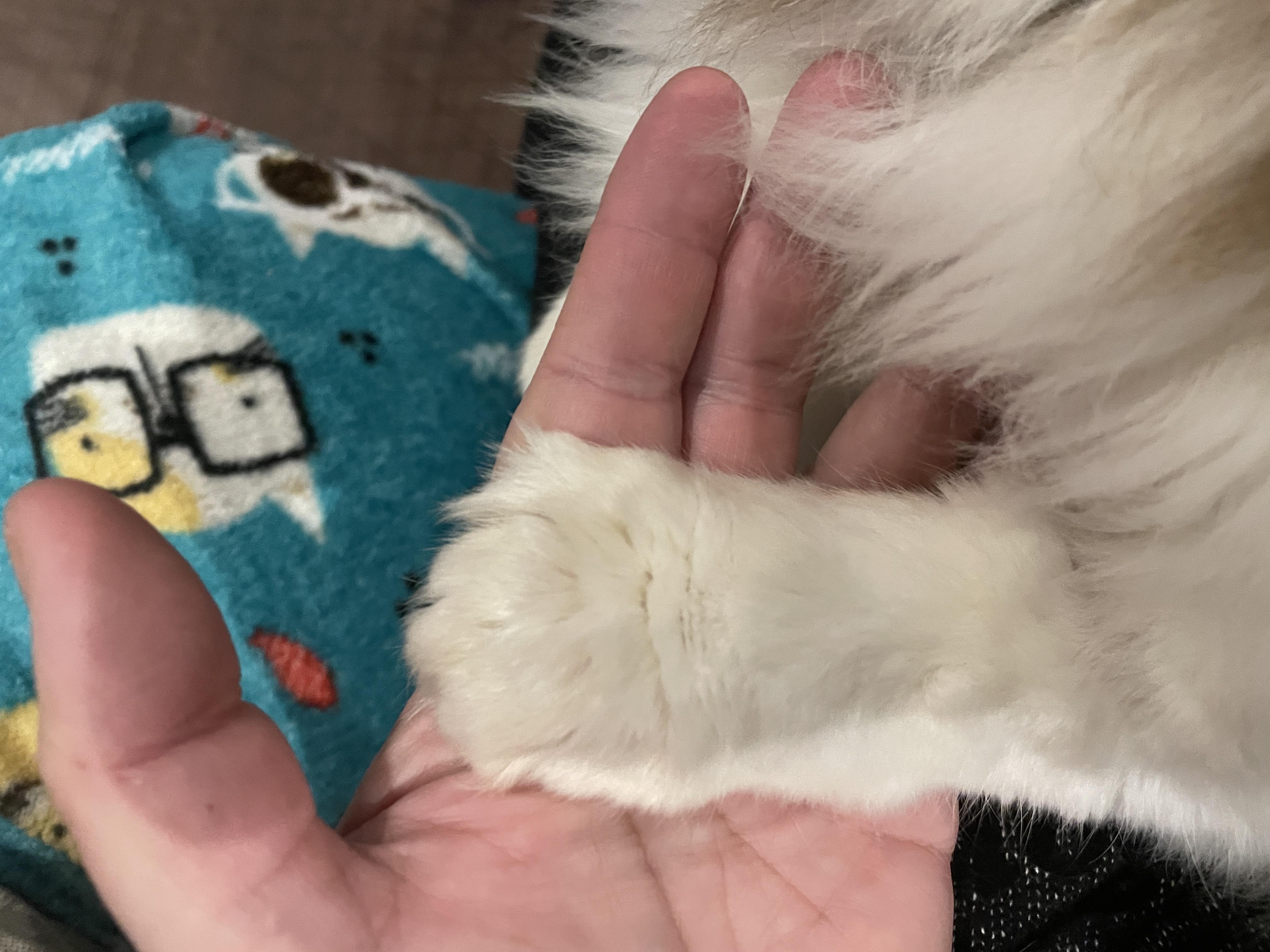 Louis, a ADOPTABLE mixed breed in Salt Spring Island, BC image 3/5