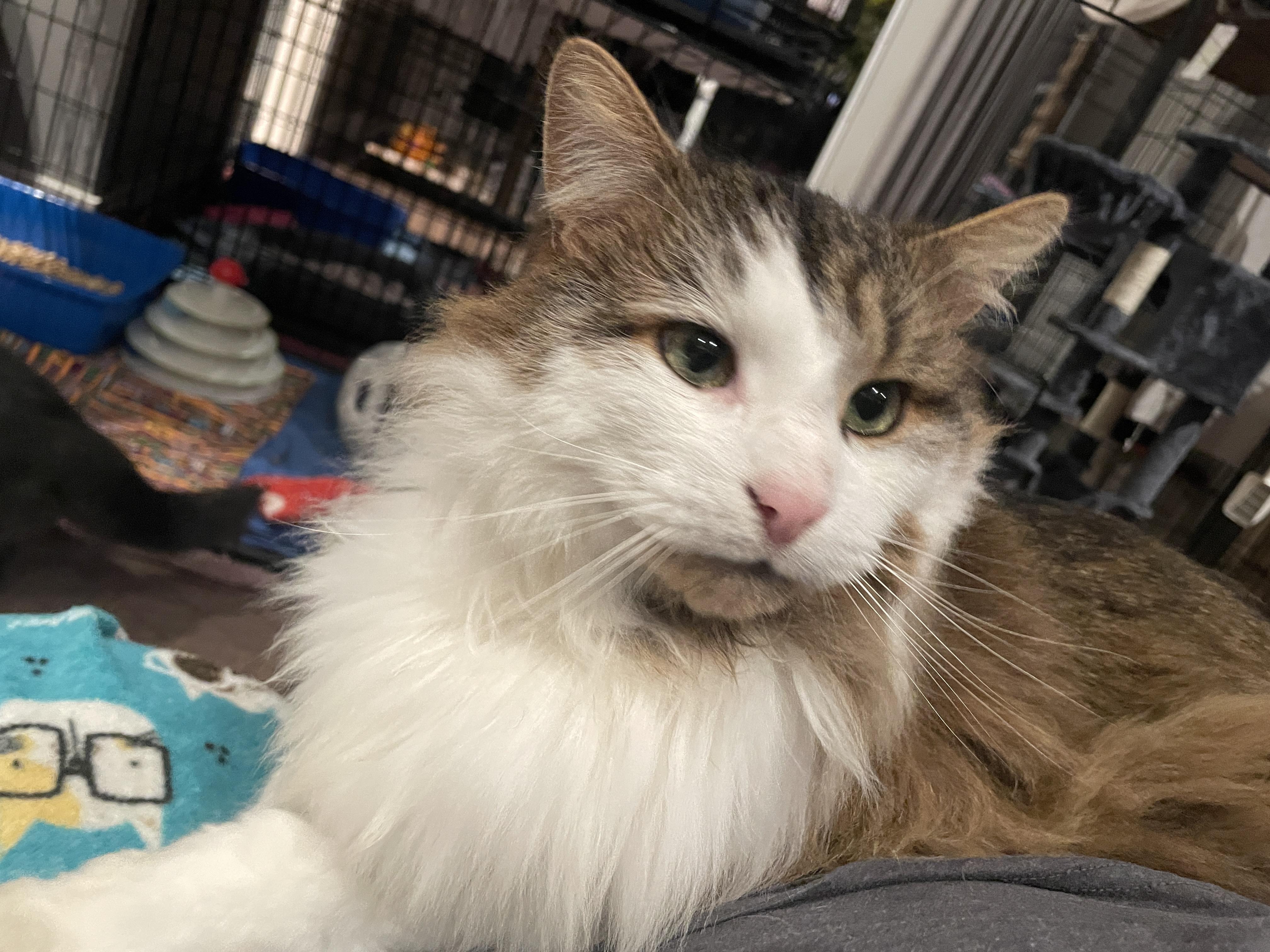 Louis, ADOPTABLE, Young Male Maine Coon.