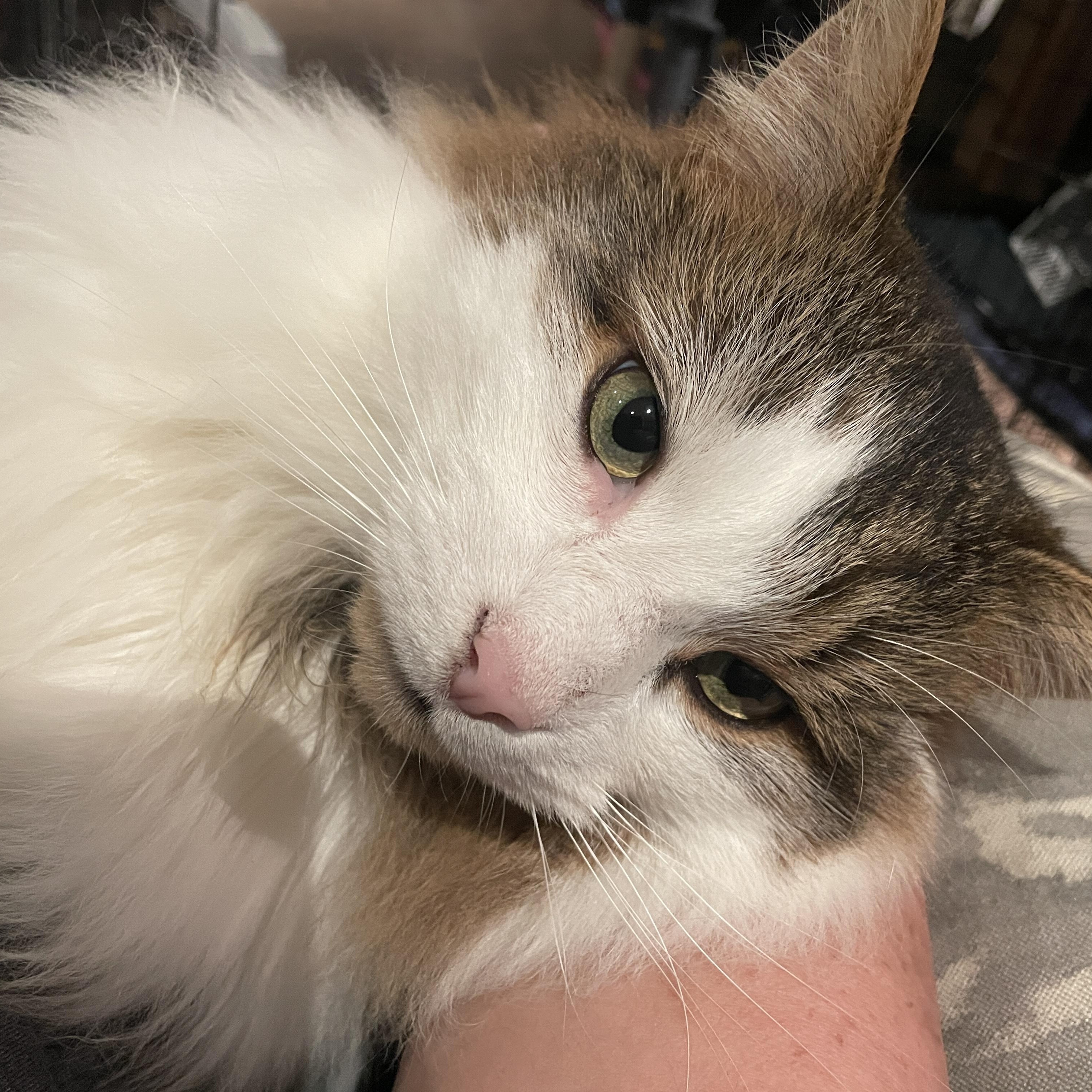 Louis, a ADOPTABLE mixed breed in Salt Spring Island, BC image 2/5