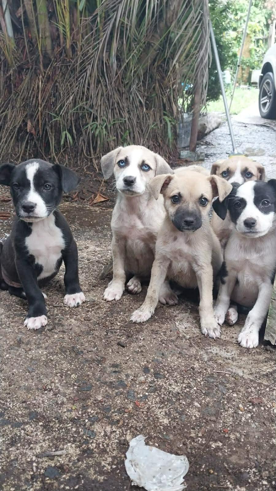 Enlarge Bernadette, a ADOPTABLE mixed breed in Warren, NJ image 2/2
