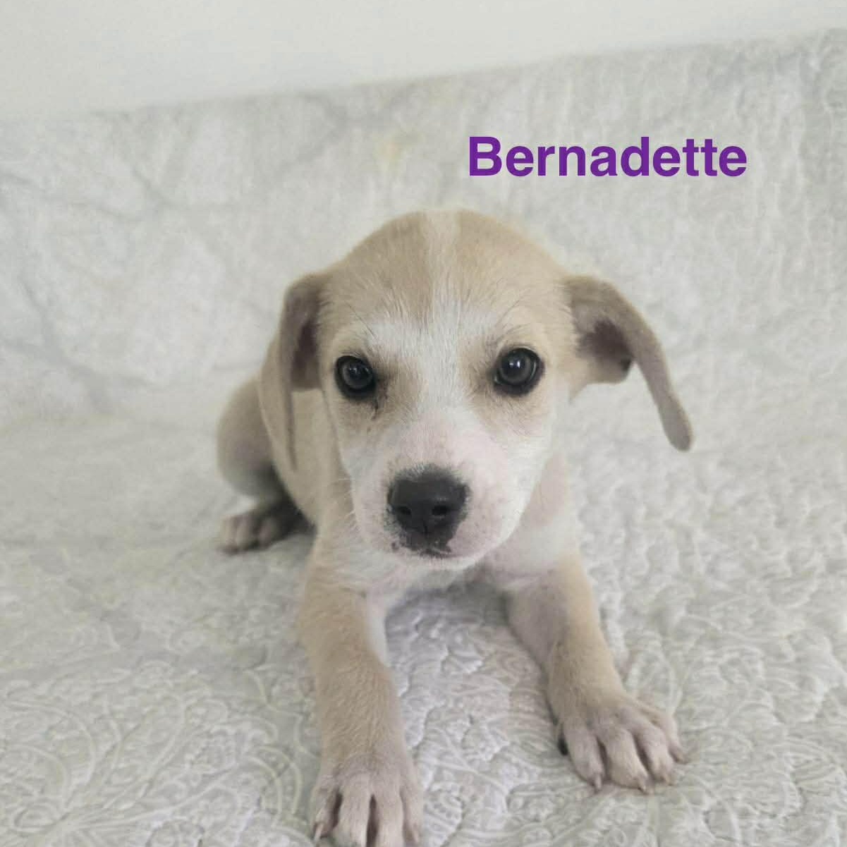 Bernadette, ADOPTABLE, Puppy Female Labrador Retriever.