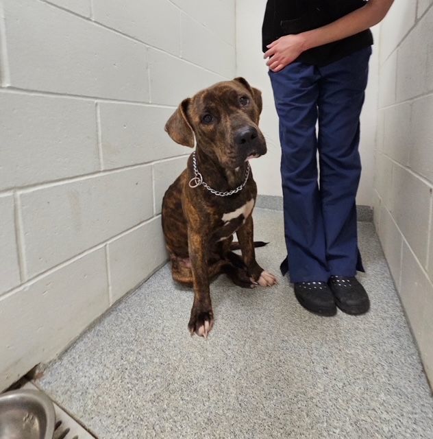 Mason, Adopted, Young Male Labrador Retriever.