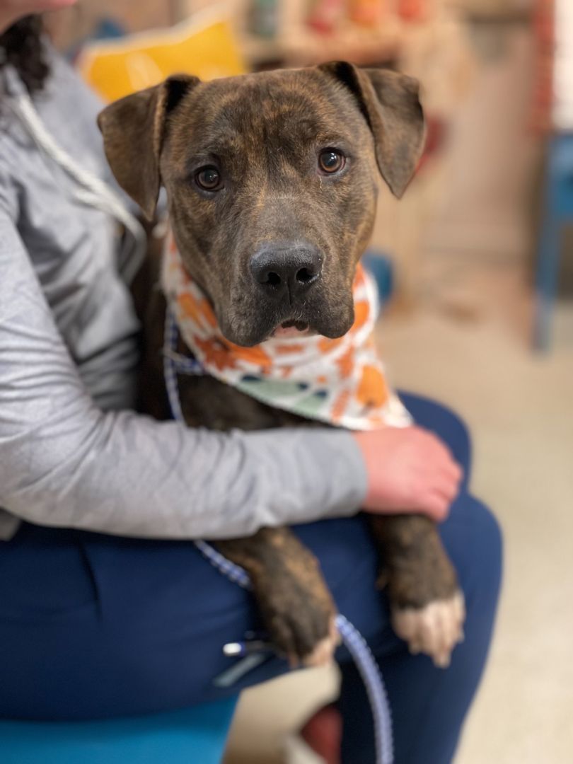 Mason, a Adopted mixed breed in Chicago, IL image 2/4