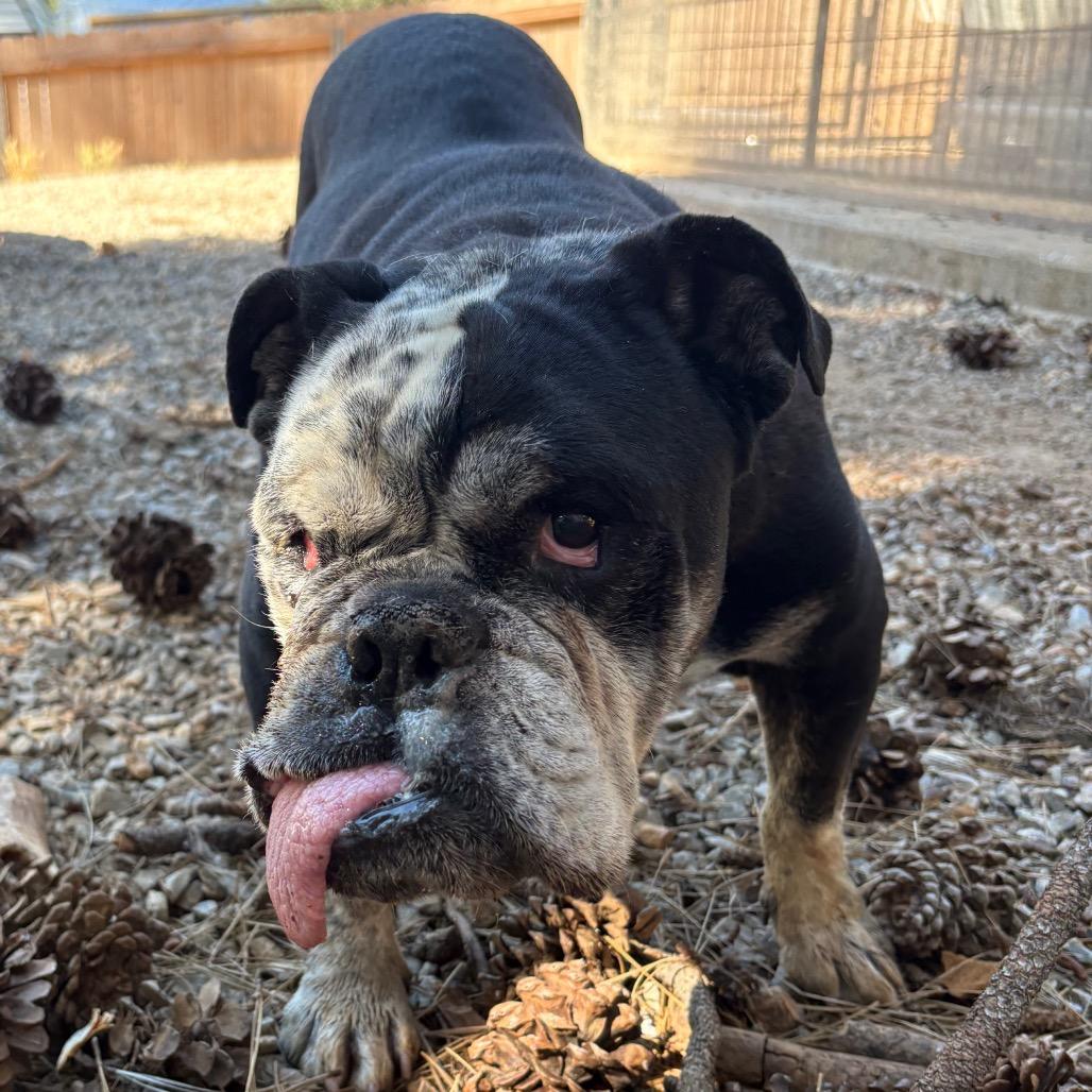 Nicky, adopted, Senior Male English Bulldog.