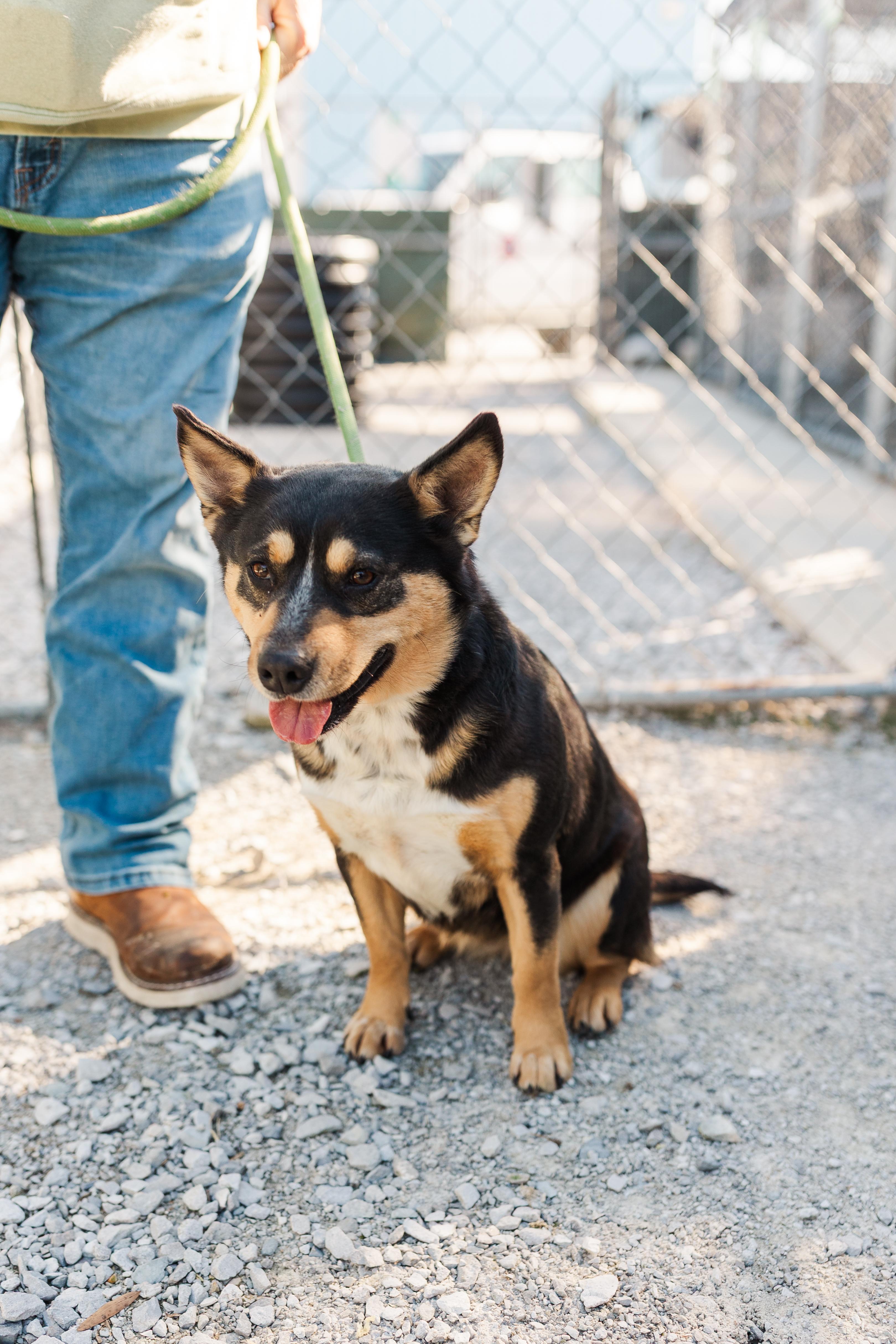 Enlarge Dolores, a ADOPTABLE mixed breed in Manchester, TN image 4/5