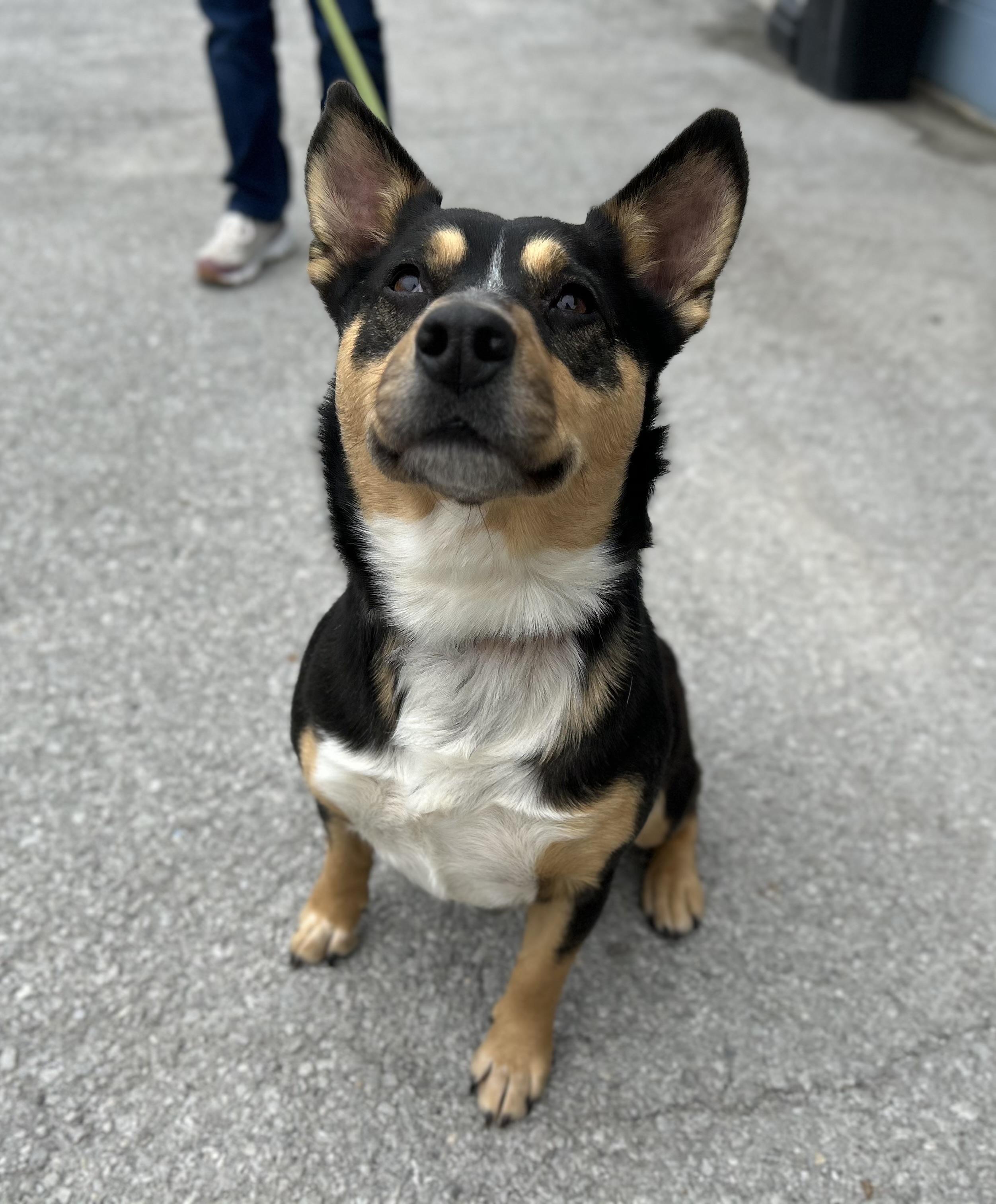 Enlarge Dolores, a ADOPTABLE mixed breed in Manchester, TN image 3/6