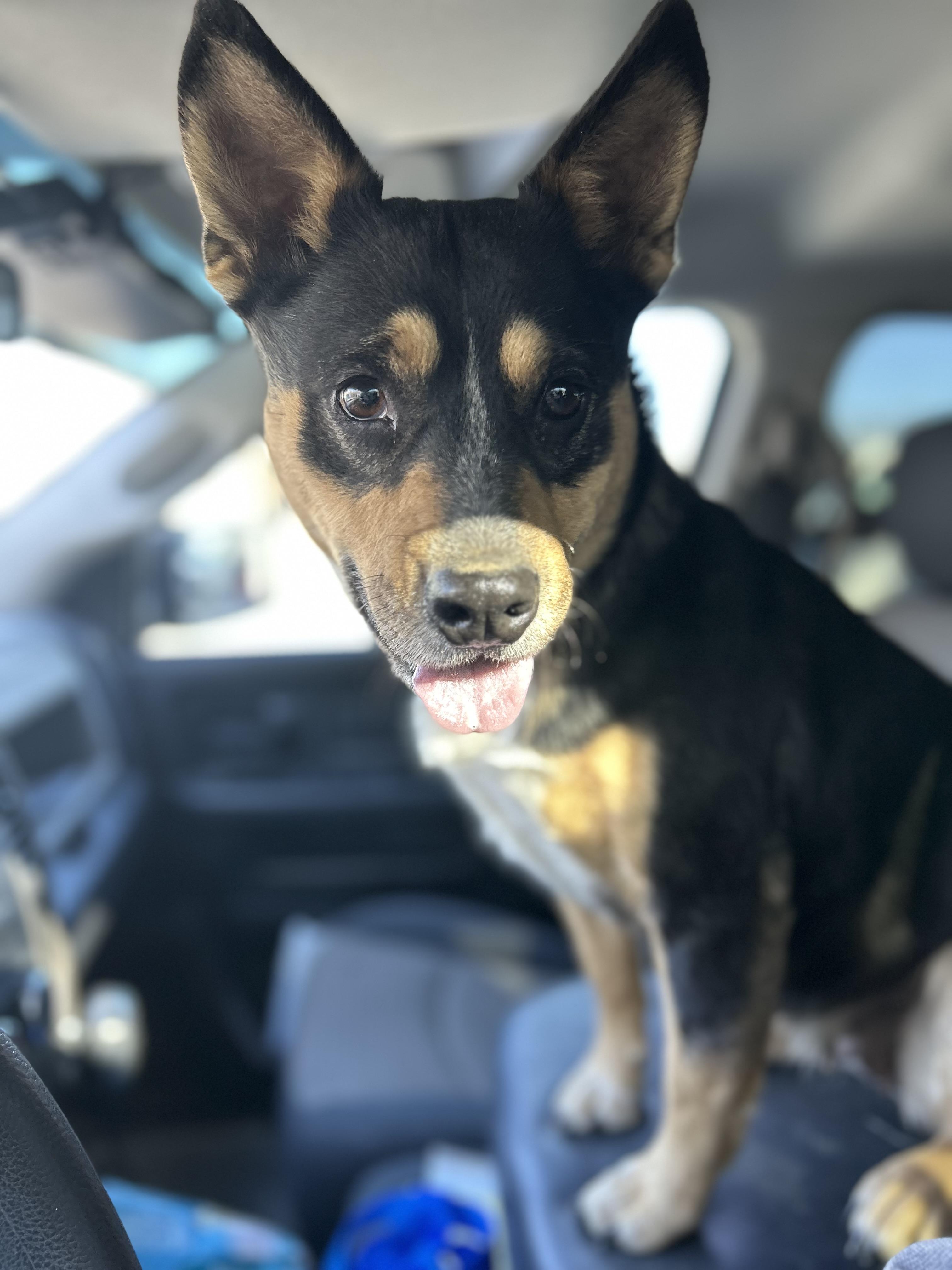 Dolores, ADOPTABLE, Adult Female Australian Cattle Dog / Blue Heeler.