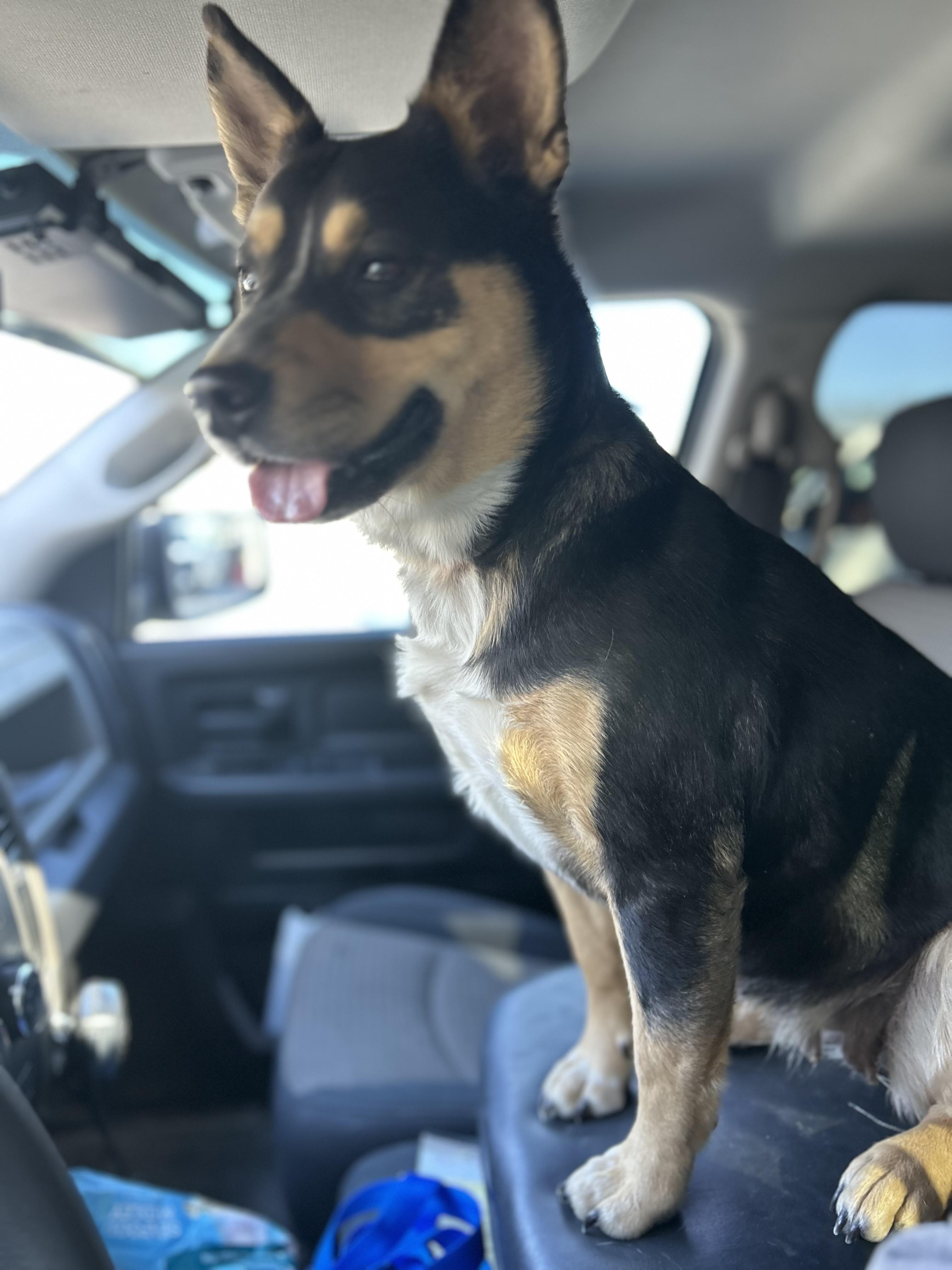 Enlarge Dolores, a ADOPTABLE mixed breed in Manchester, TN image 4/6