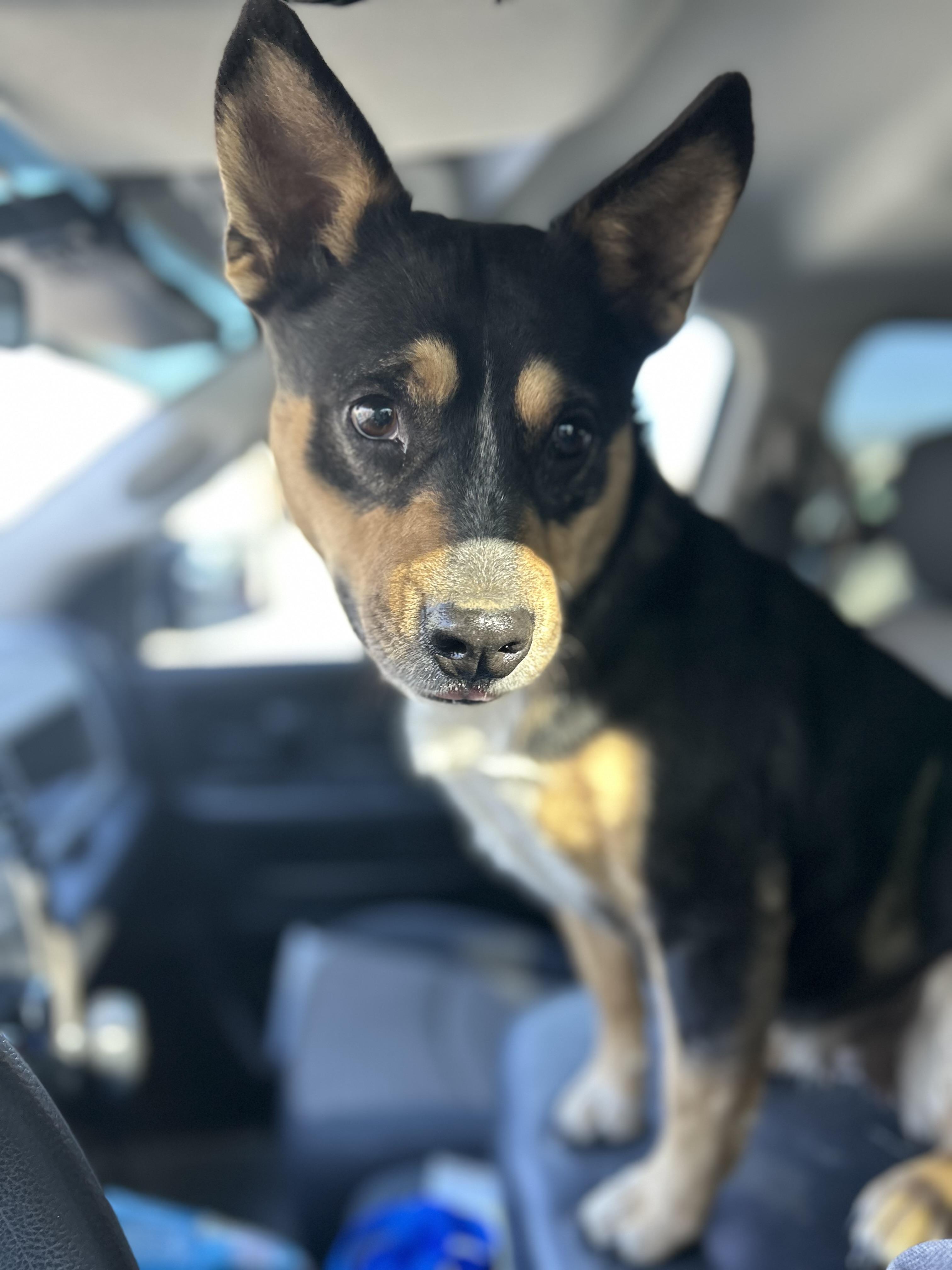 Enlarge Dolores, a ADOPTABLE mixed breed in Manchester, TN image 2/6