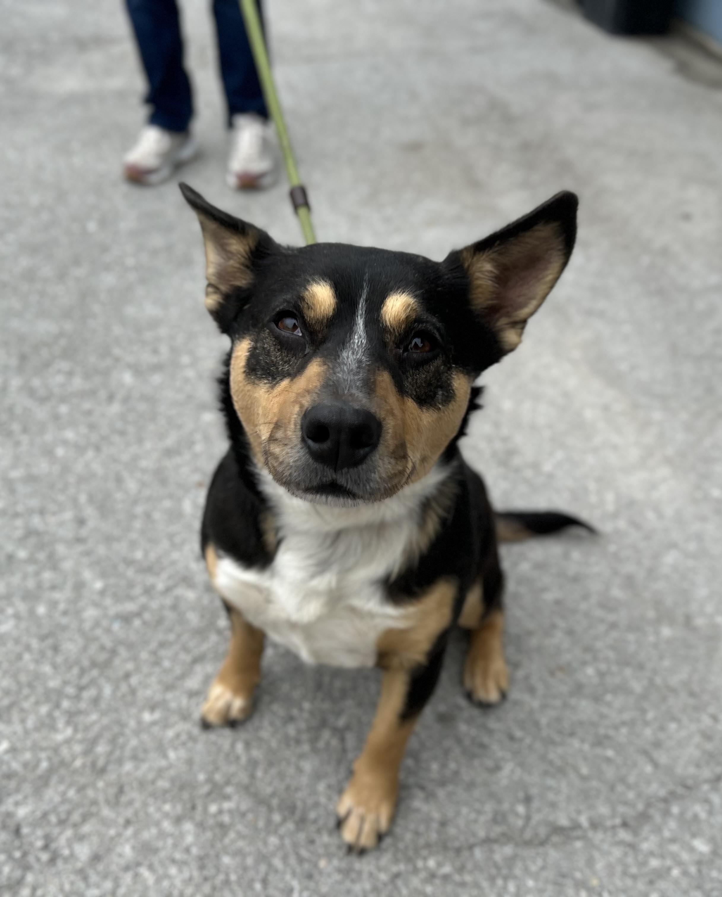 Enlarge Dolores, a ADOPTABLE mixed breed in Manchester, TN image 5/6