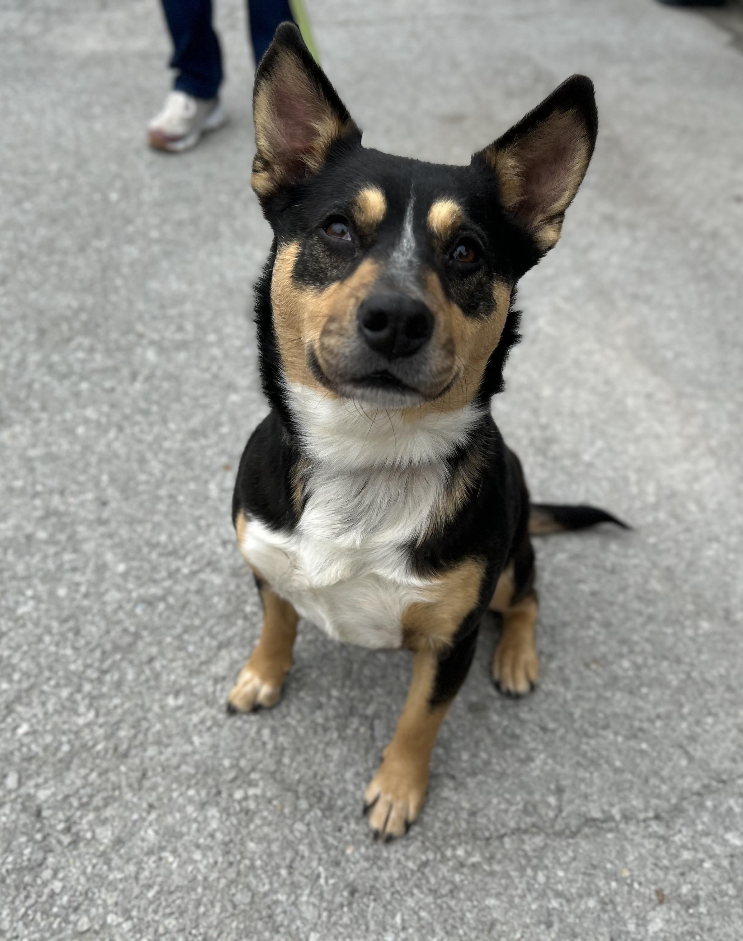 Enlarge Dolores, a ADOPTABLE mixed breed in Manchester, TN image 6/6
