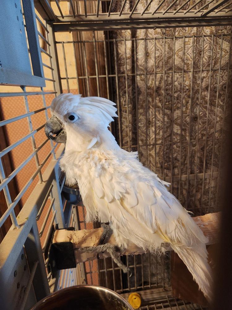 Chewey, Adoptable, Adult Female Cockatoo.