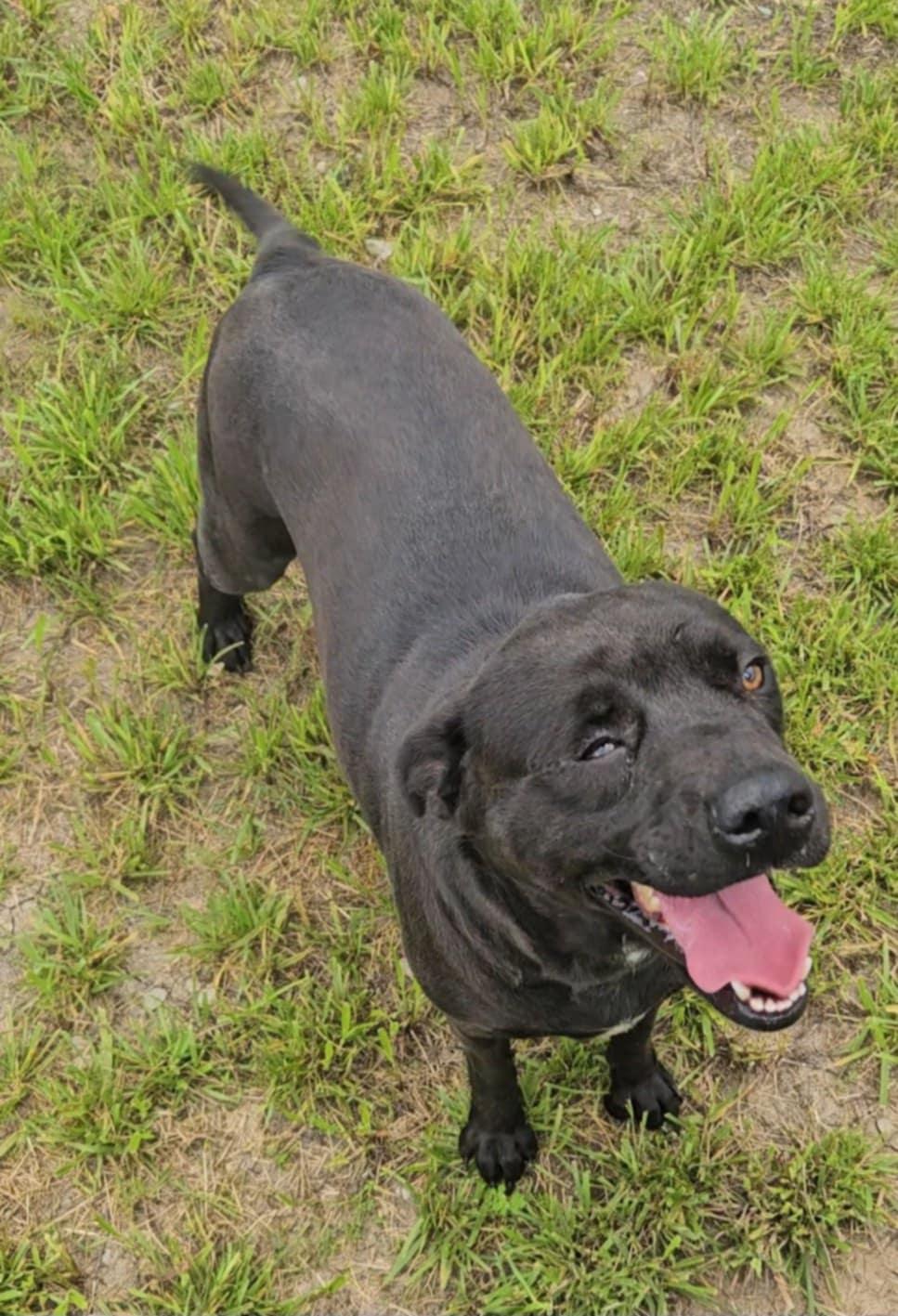 RAGDOLL, Adoptable, Adult Female Black Labrador Retriever.