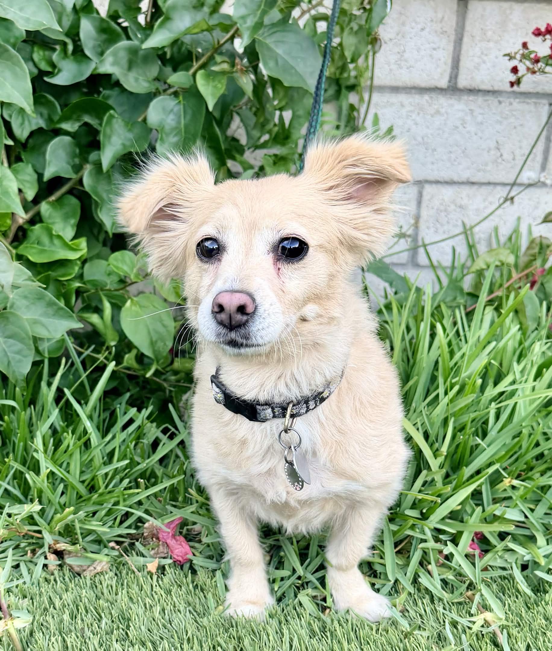 Enlarge LUCY, an adopted Chihuahua in Rowland Heights, CA image 2/3