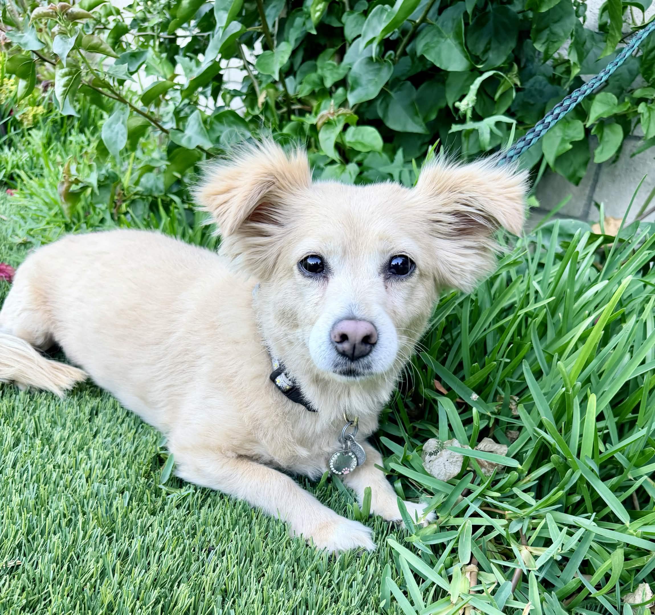 Enlarge LUCY, an adopted Chihuahua in Rowland Heights, CA image 1/3