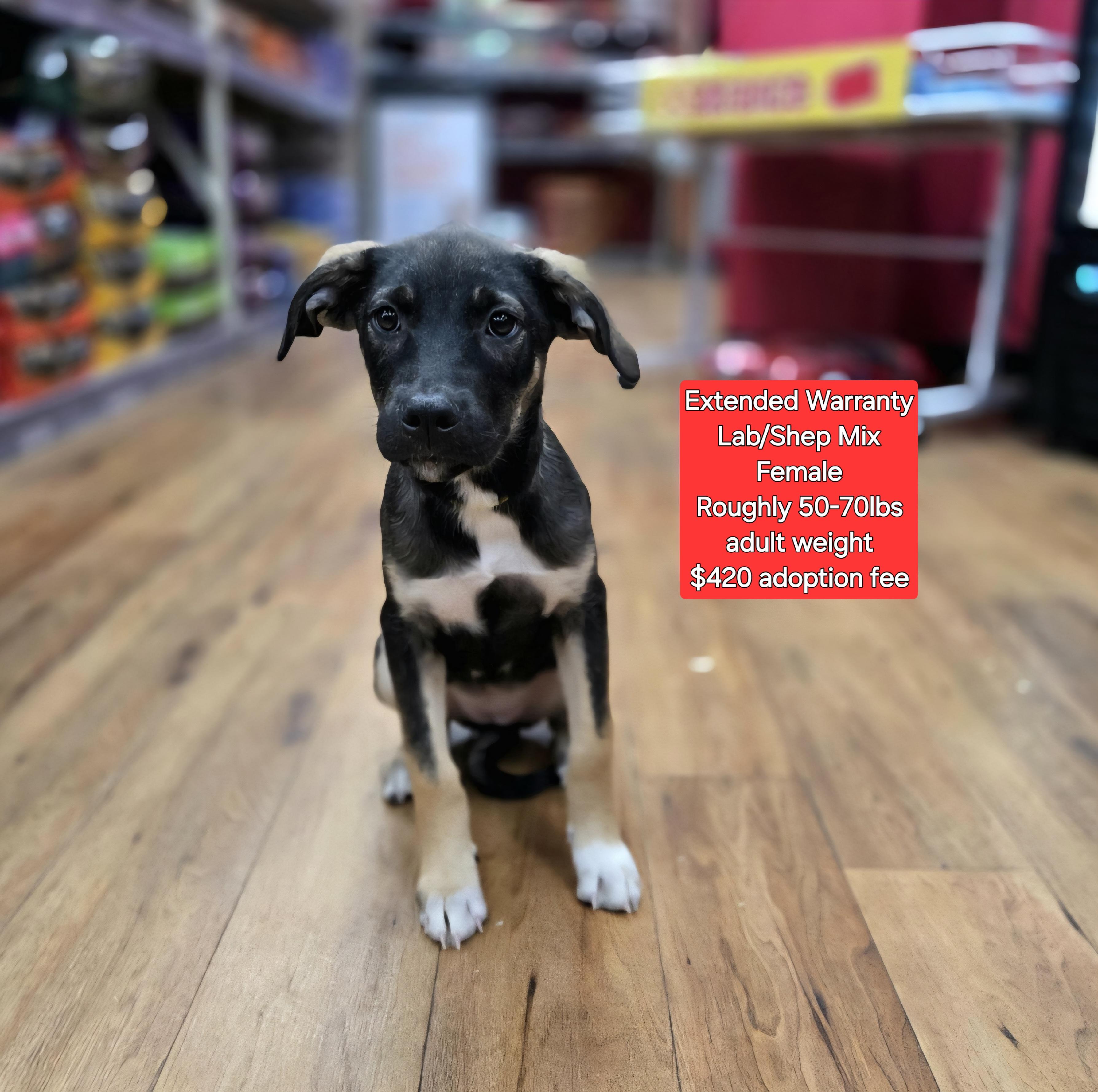 Extended Warranty, Baby Female Labrador Retriever