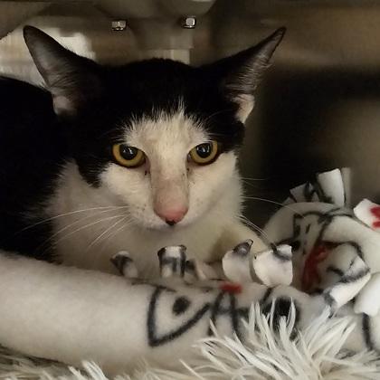 Enlarge Morty, a Adoptable mixed breed in Scotia, NY image 2/3