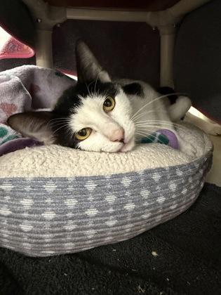 Enlarge Morty, a Adoptable mixed breed in Scotia, NY image 3/3
