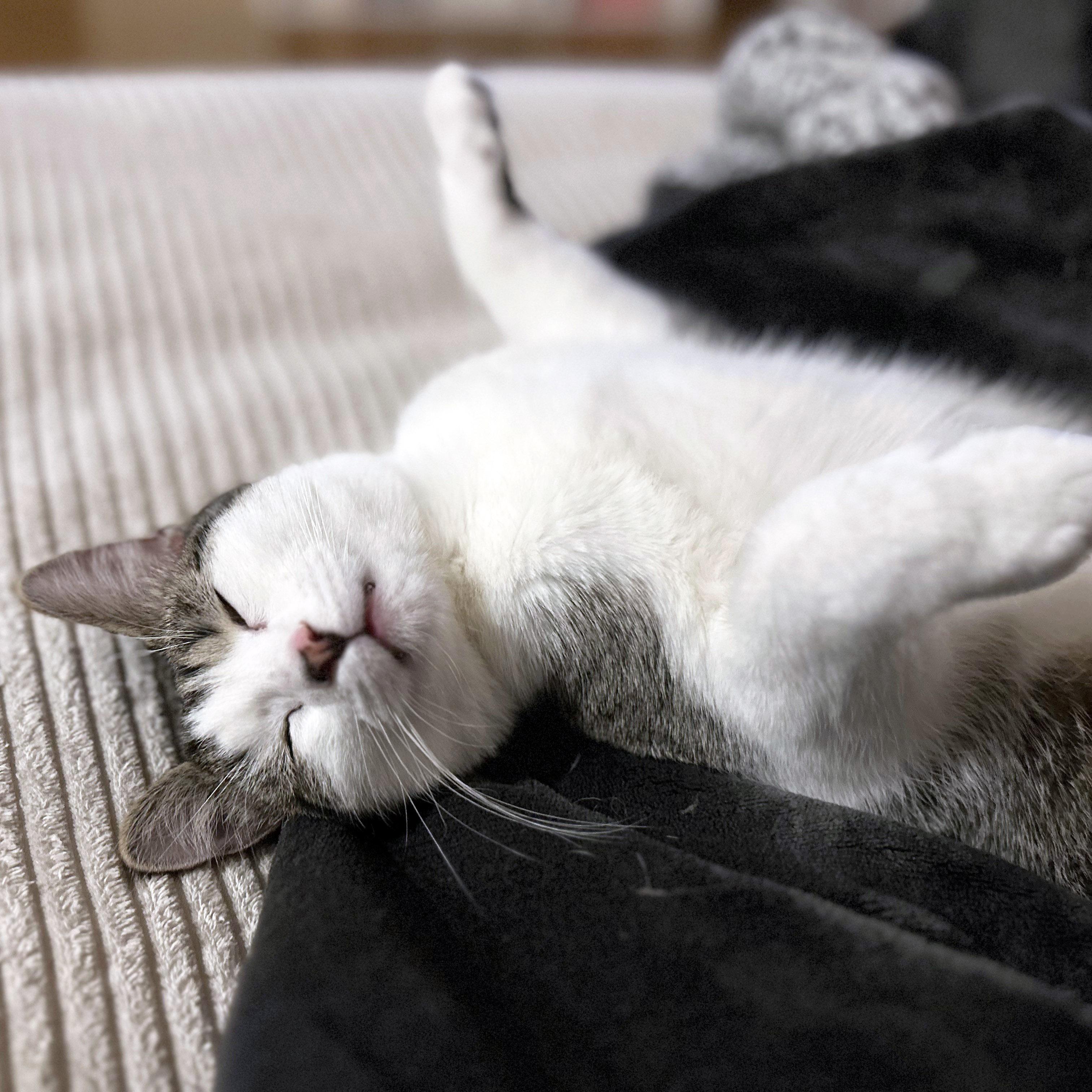 Enlarge Cucumber , a ADOPTABLE mixed breed in Chicago, IL image 2/6