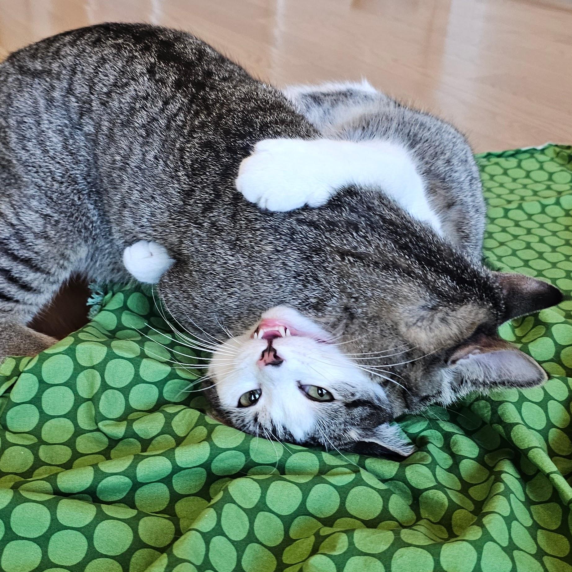 Enlarge Cucumber , a ADOPTABLE mixed breed in Chicago, IL image 4/6