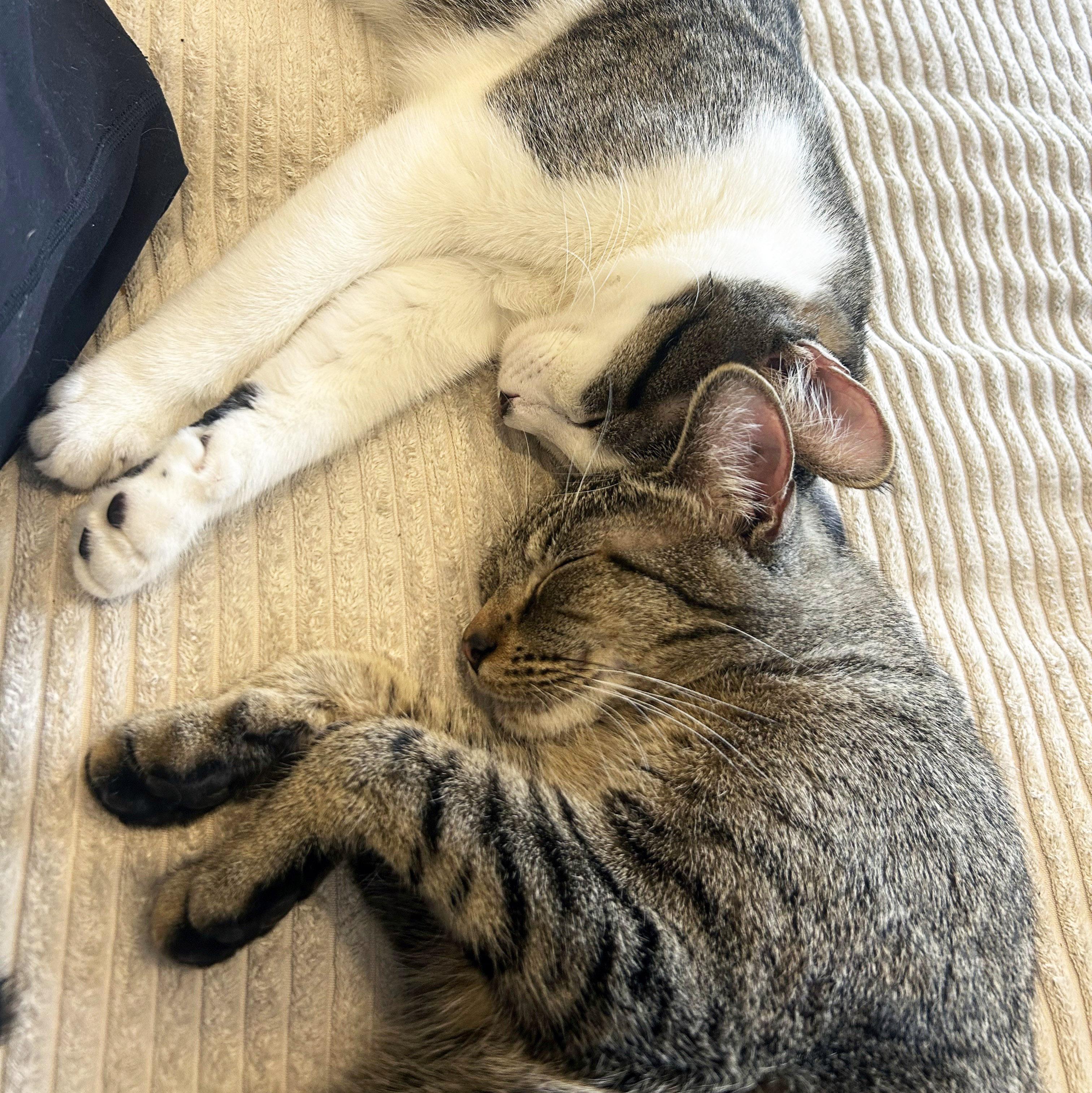 Enlarge Cucumber , a ADOPTABLE mixed breed in Chicago, IL image 6/6