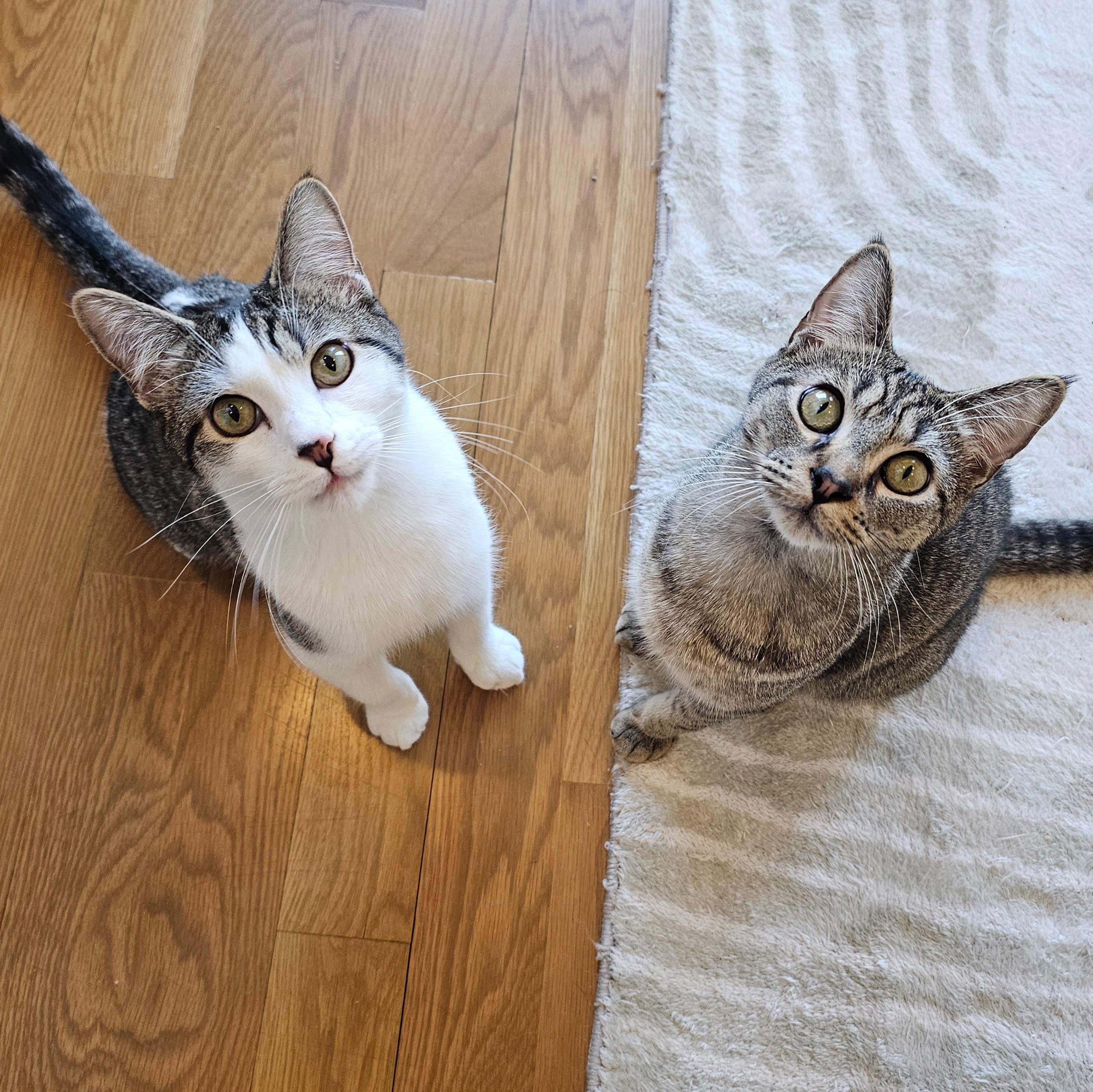 Enlarge Cucumber , a ADOPTABLE mixed breed in Chicago, IL image 5/6