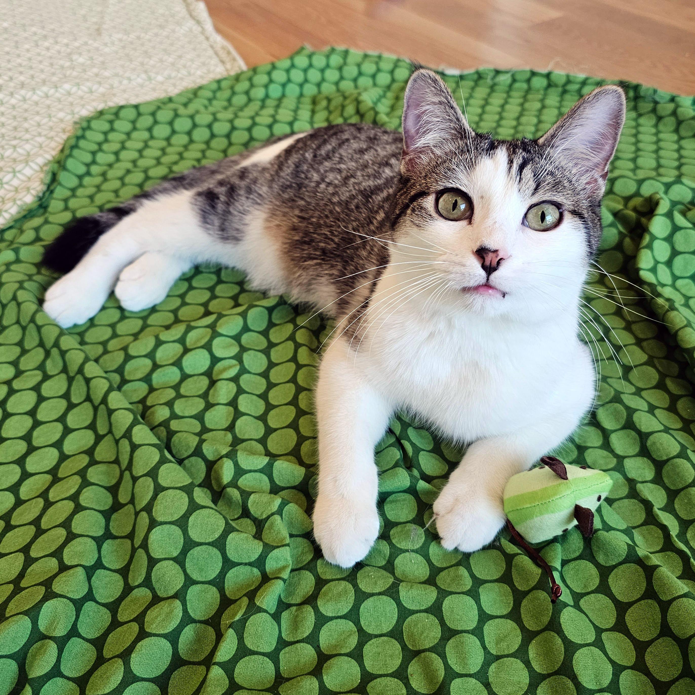 Enlarge Cucumber , a ADOPTABLE mixed breed in Chicago, IL image 1/6