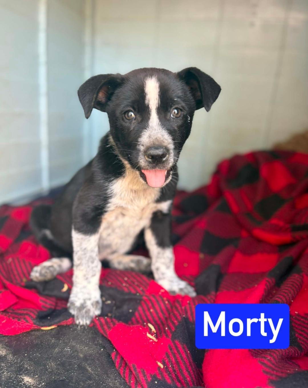 Enlarge Morty, a ADOPTABLE mixed breed in Littleton, CO image 1/2