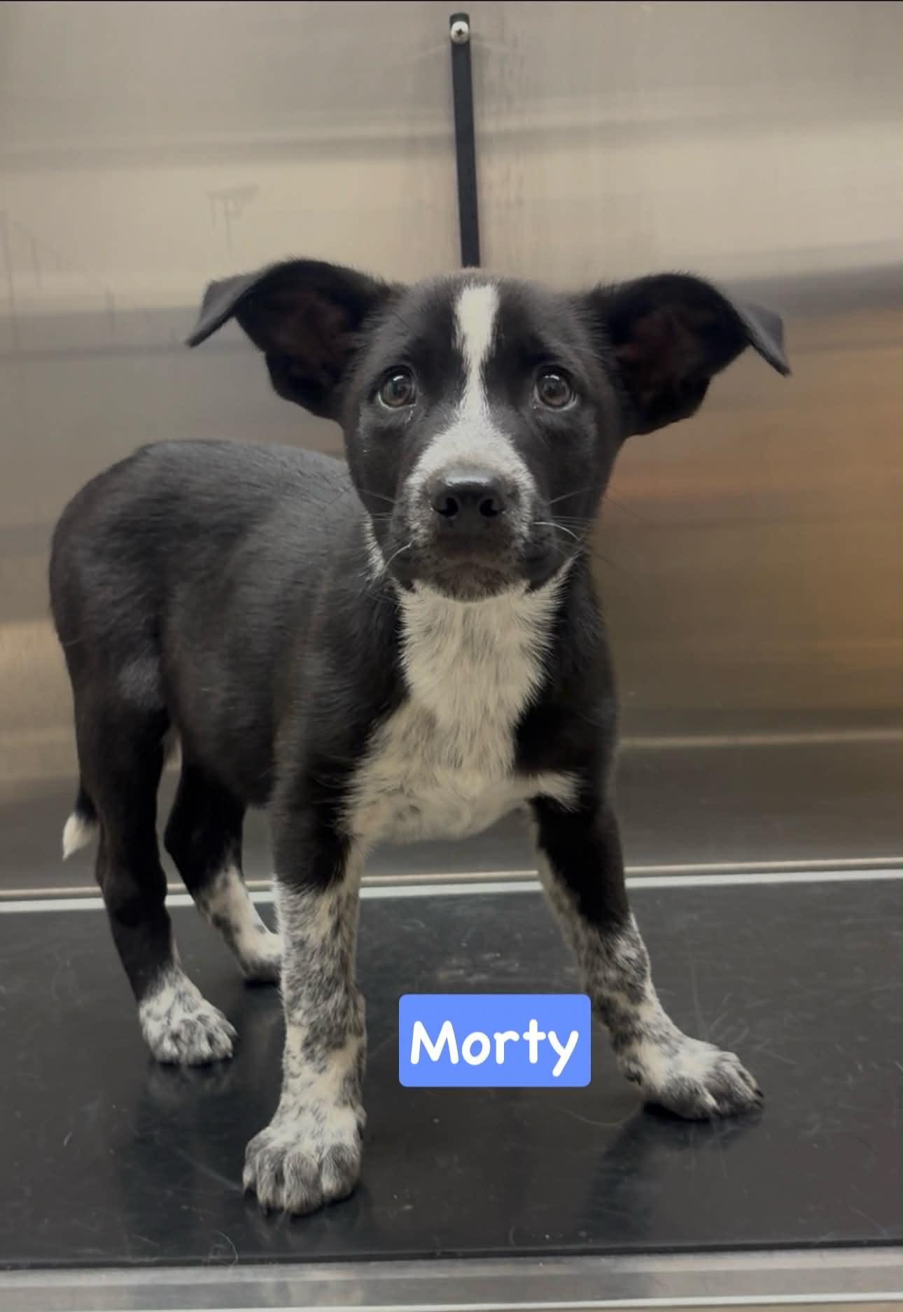 Enlarge Morty, a ADOPTABLE mixed breed in Littleton, CO image 2/2