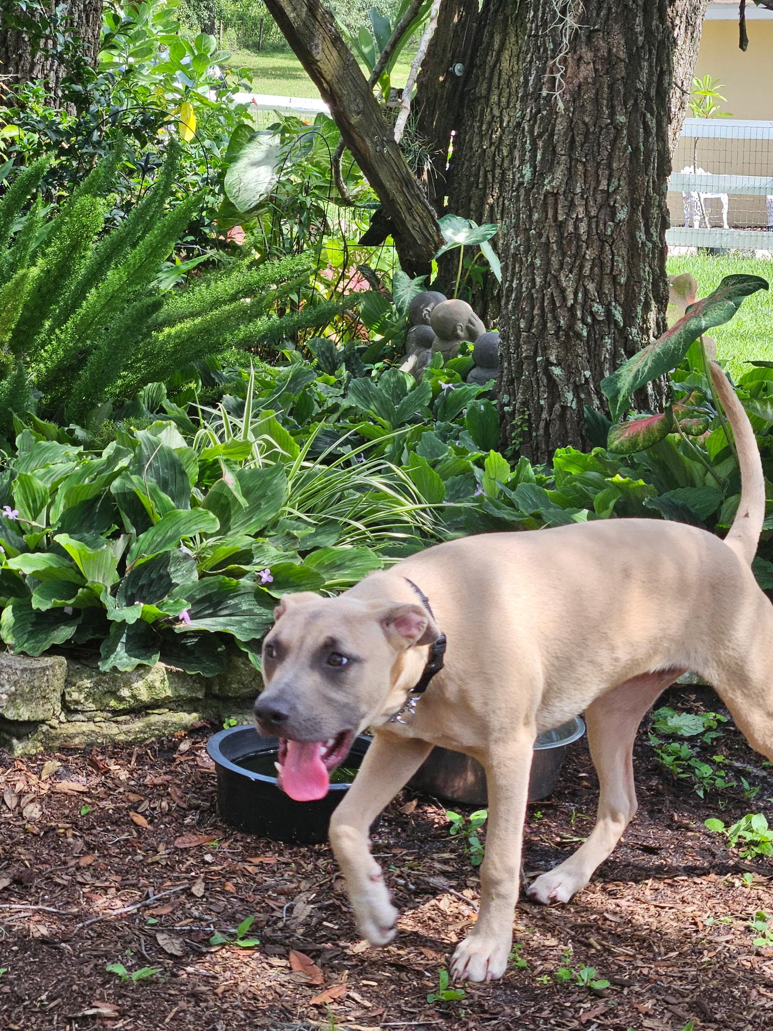 Aster, a Adoptable mixed breed in Inverness, FL image 3/5