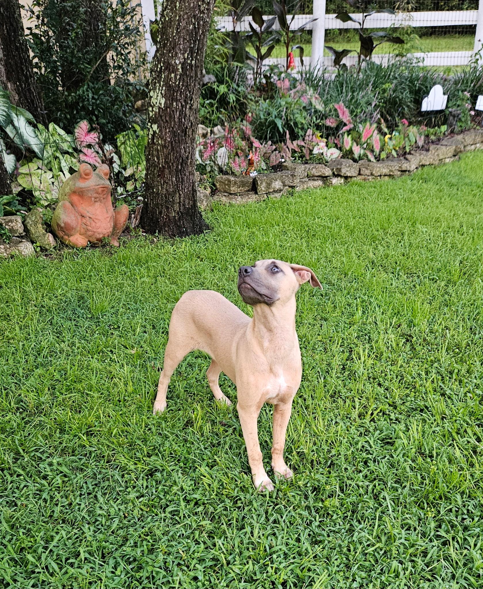 Aster, Adoptable, Young Male Catahoula Leopard Dog & Black Mouth Cur.