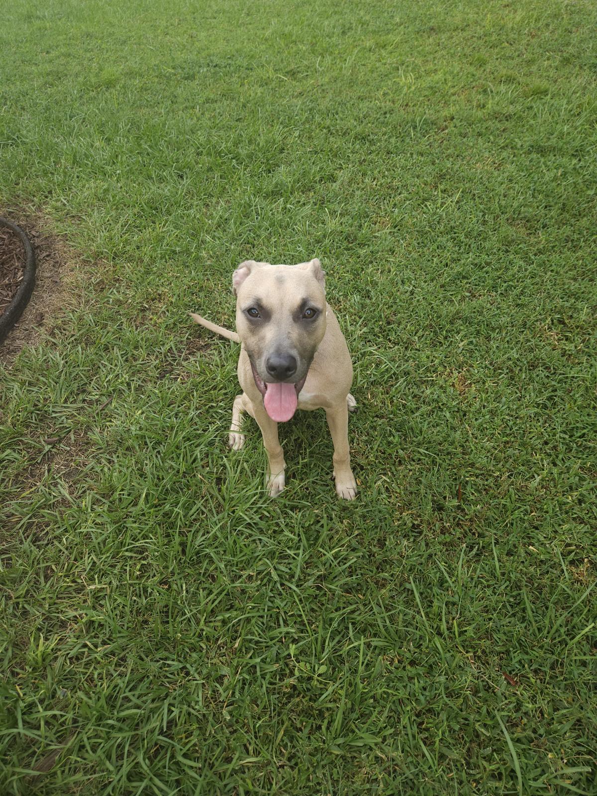 Aster, a Adoptable mixed breed in Inverness, FL image 4/5