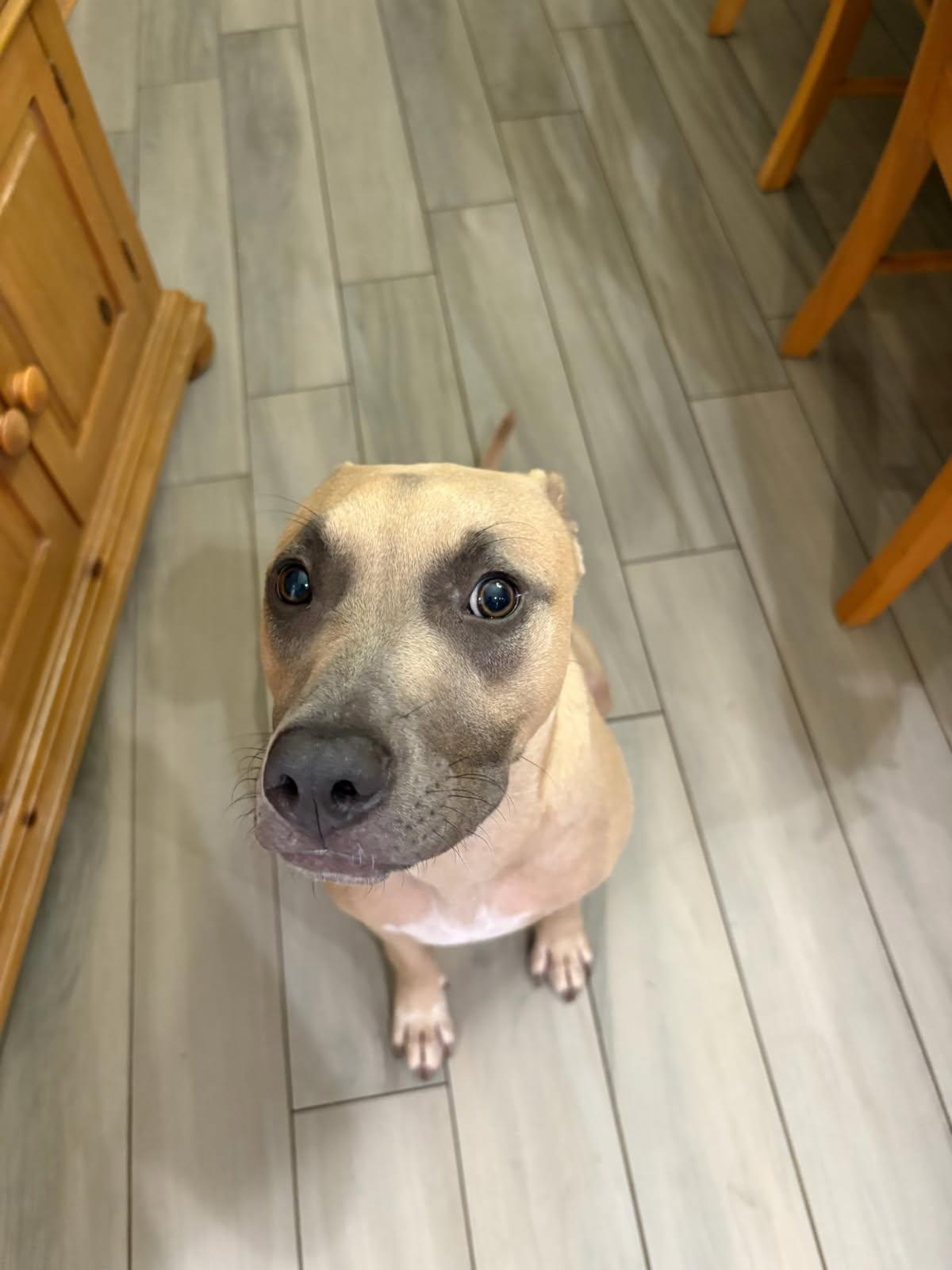 Aster, adopted, Young Male Catahoula Leopard Dog & Black Mouth Cur.