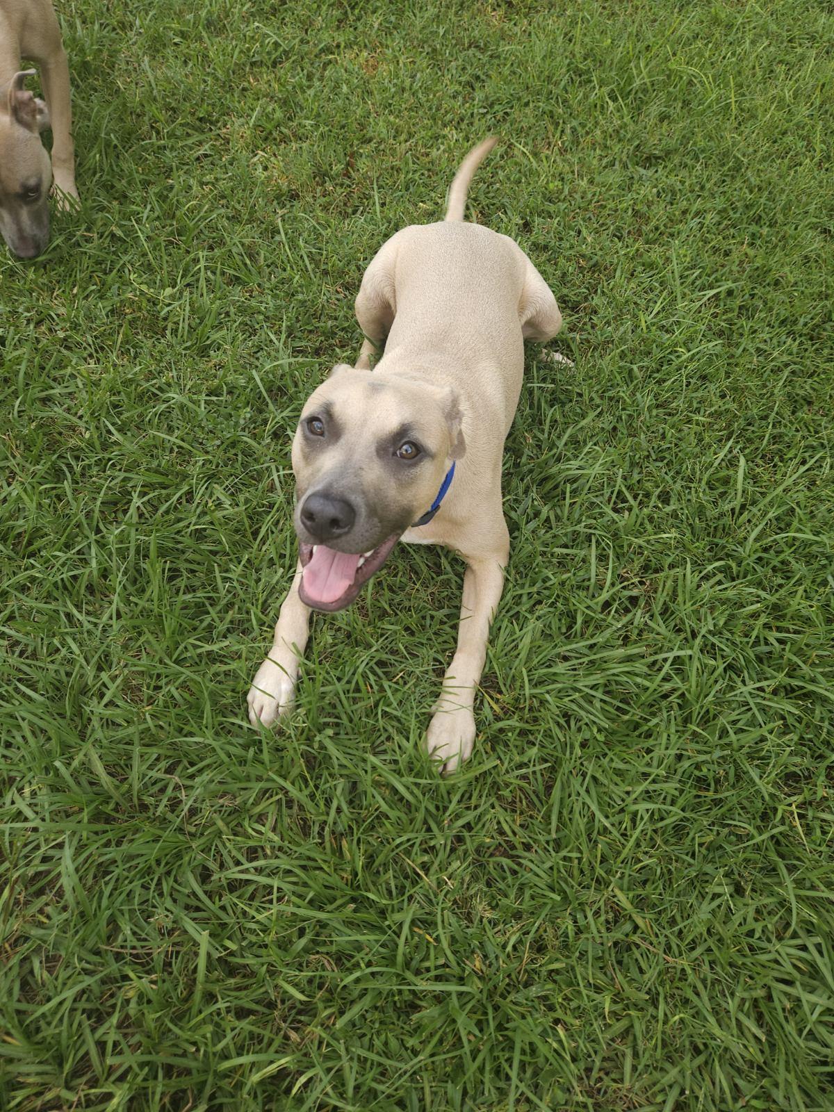 Aster, a Adoptable mixed breed in Inverness, FL image 5/5