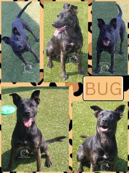 BUG, Adoptable, Adult Female Mixed Breed & Mixed Breed.