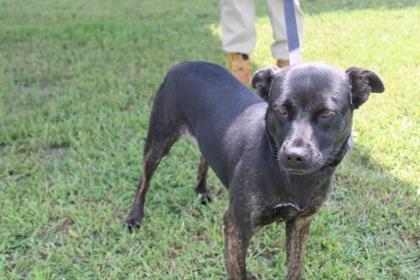 Enlarge BUG, a Adoptable mixed breed in Kenansville, NC image 2/3
