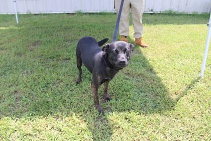 Enlarge BUG, a Adoptable mixed breed in Kenansville, NC image 3/3