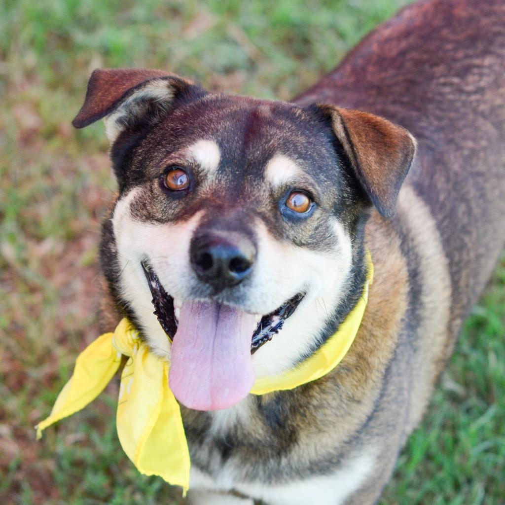 Enlarge JENNY, a Adoptable mixed breed in Quinlan, TX image 1/4