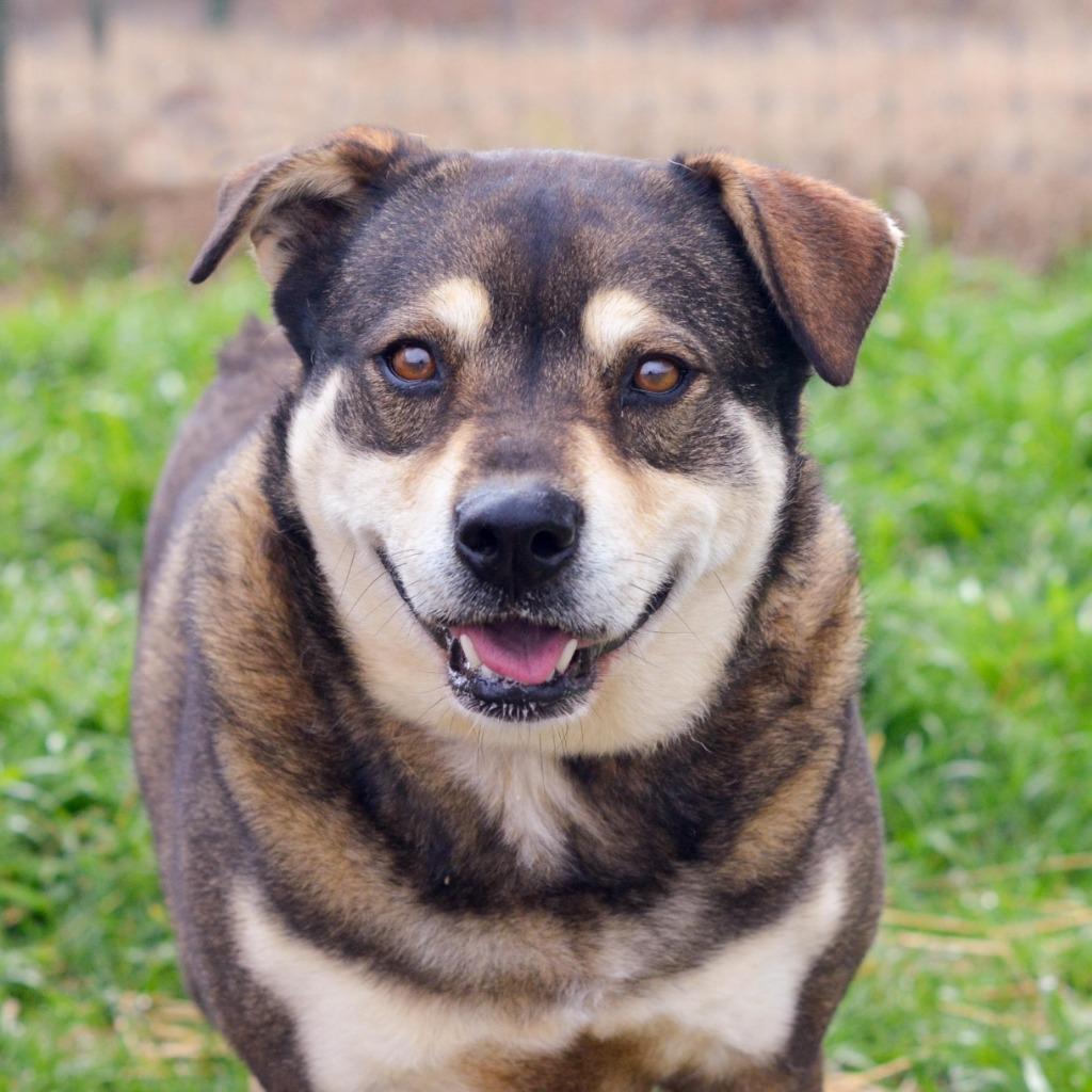 Enlarge JENNY, a Adoptable mixed breed in Quinlan, TX image 4/4