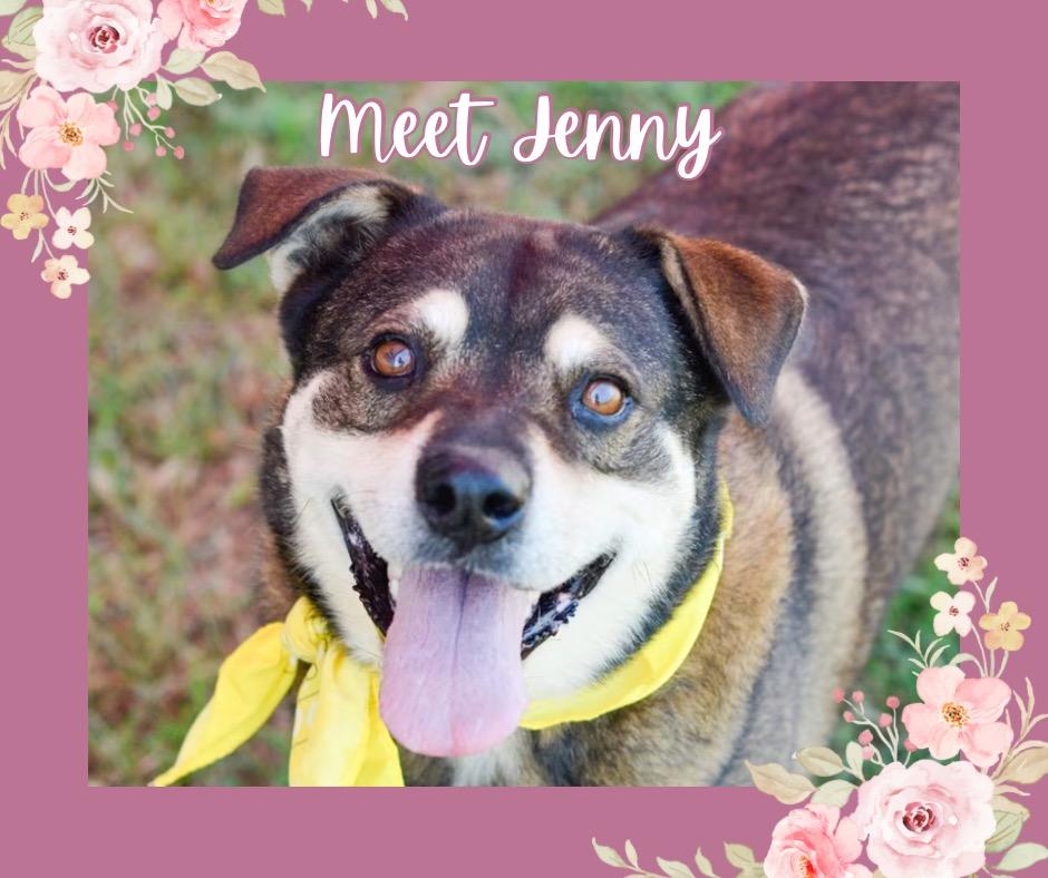 Enlarge JENNY, a Adoptable mixed breed in Quinlan, TX image 5/5