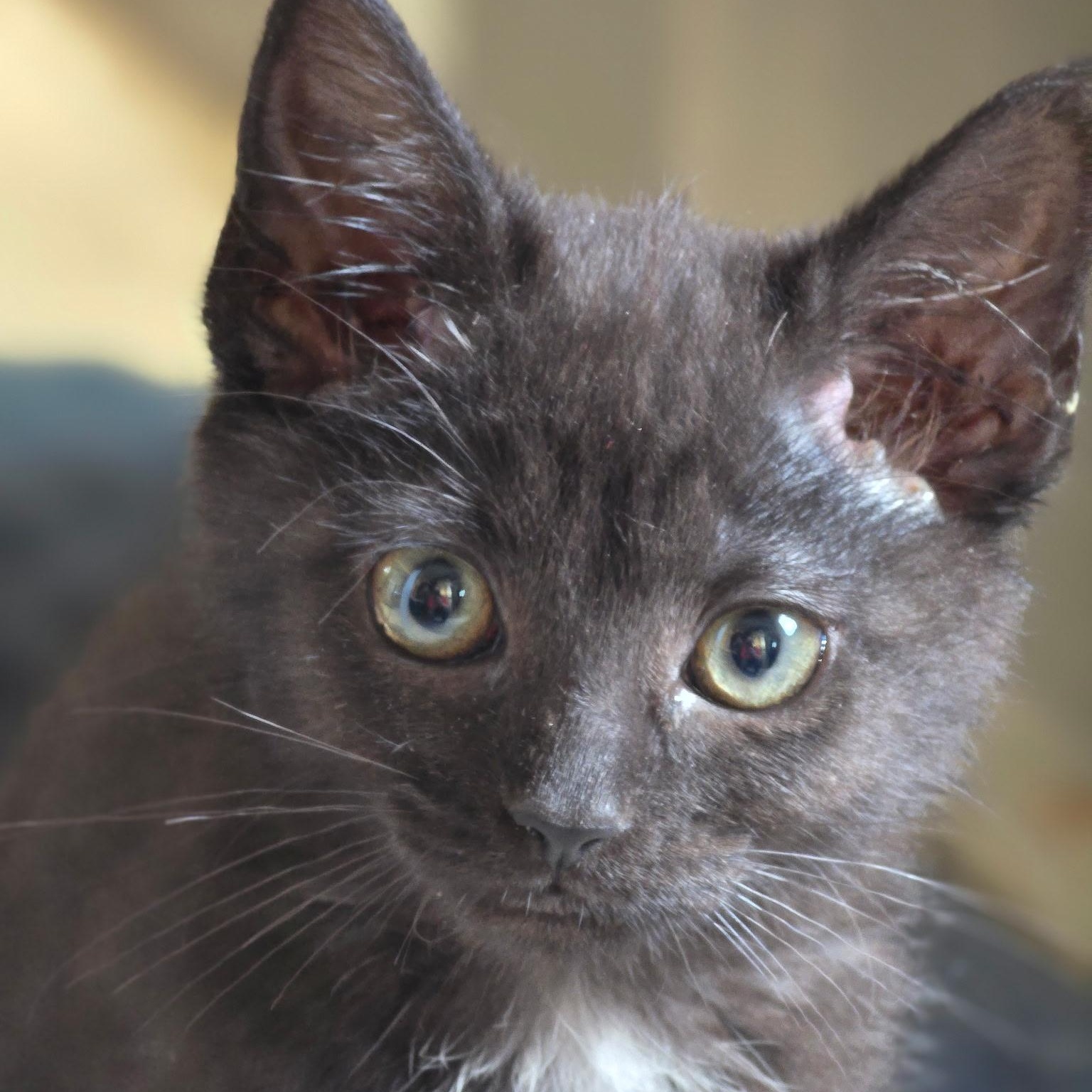 Pixie, adoptable, Kitten Female Domestic Short Hair.