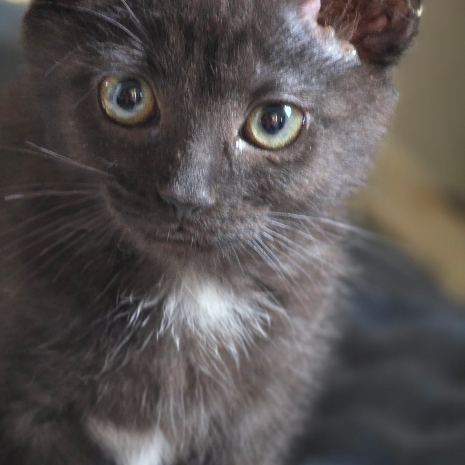 Enlarge Pixie, an adoptable Domestic Short Hair in West Jefferson, OH image 2/4