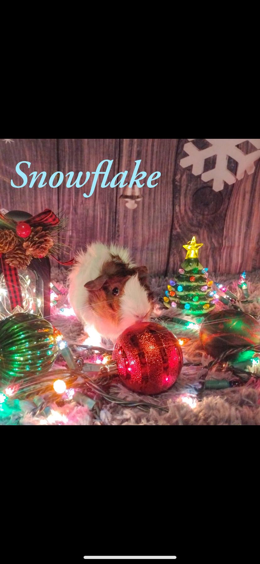 Christmas piggies (5) , an adopted Guinea Pig in Greensburg, PA image 3/5