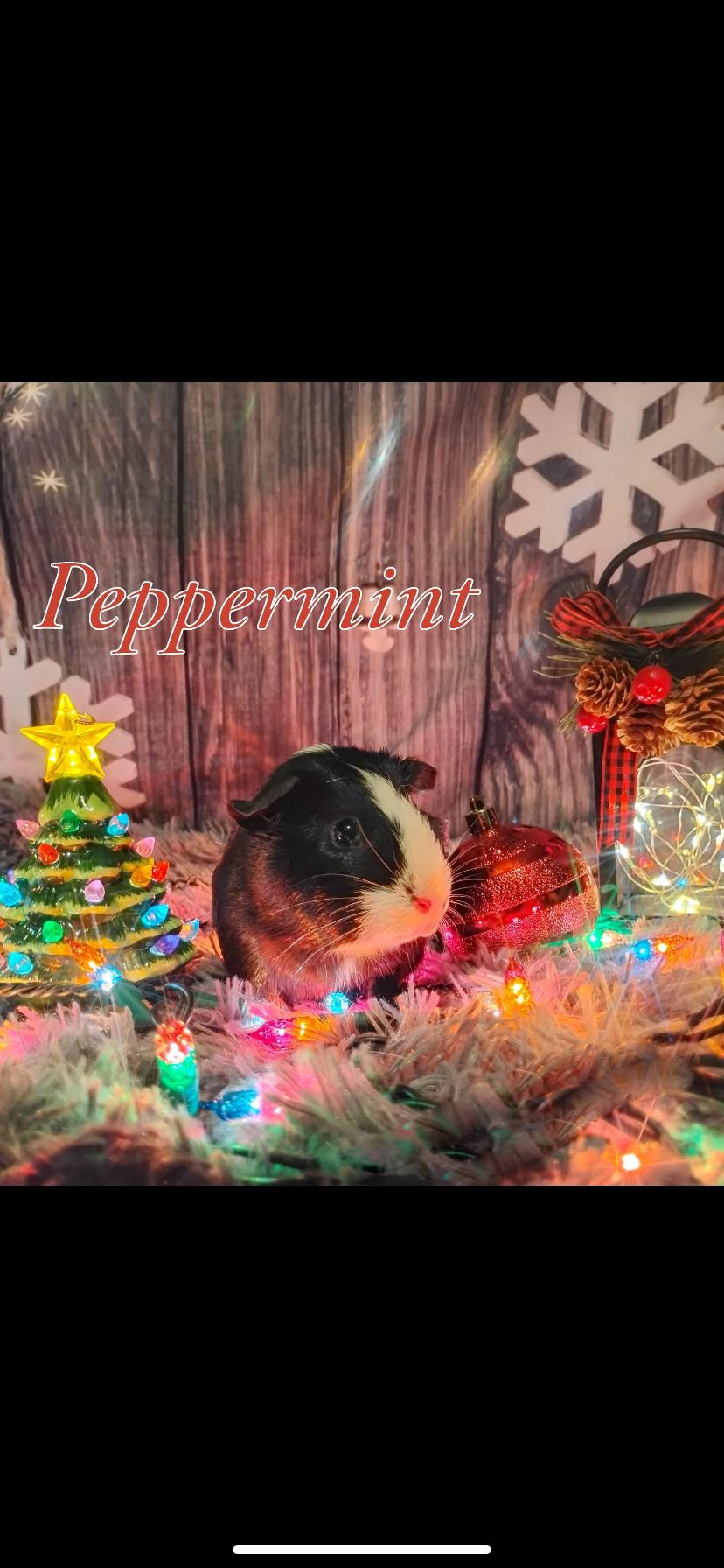 Christmas piggies (5) , an adopted Guinea Pig in Greensburg, PA image 5/5