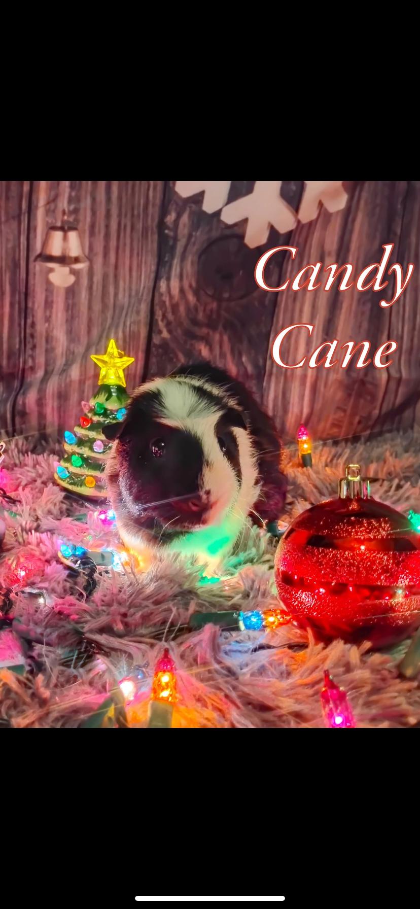 Christmas piggies (5) , an adopted Guinea Pig in Greensburg, PA image 4/5