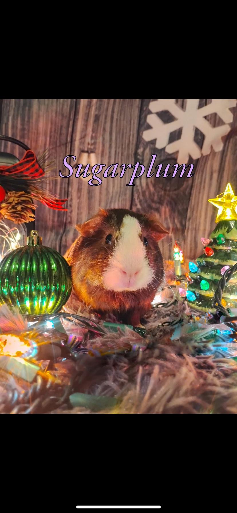 Christmas piggies (5) , an adopted Guinea Pig in Greensburg, PA image 2/5
